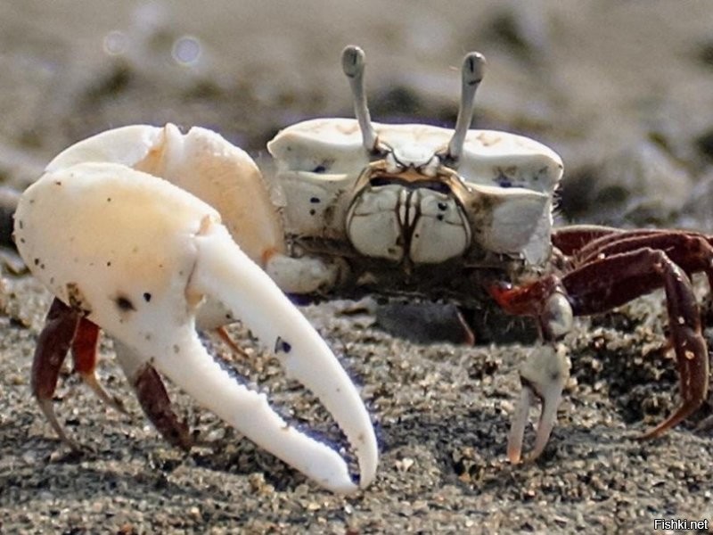 Солянка от 18.01.2021