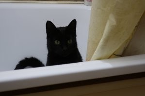 Мой из ванны контролирует, когда я на горшке.