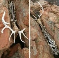 Мужчина с помощью меткого выстрела разогнал сцепившихся рогами оленей