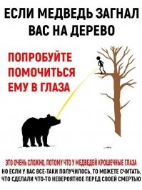 Тигр в Приморье загнал охотников на дерево