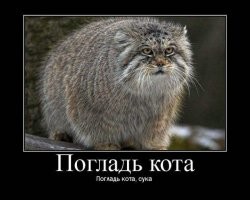 Манул – одинокий кот