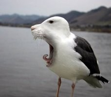 Думаете, что пингвины милые и ласковые? Ошибаетесь