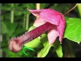 10 необычных растений