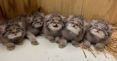 Харизма у этого кошака просто зашкаливает).Причем с детства.