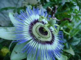 Цветок - Пассифлора