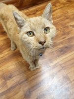 30 наглых котеек, которые превратили магазины в свои владения