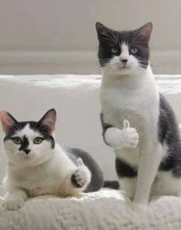 Забавное видео с котами и падающими костяшками домино