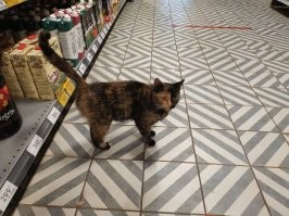 30 наглых котеек, которые превратили магазины в свои владения