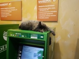 30 наглых котеек, которые превратили магазины в свои владения