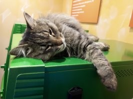 30 наглых котеек, которые превратили магазины в свои владения