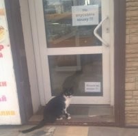 30 наглых котеек, которые превратили магазины в свои владения