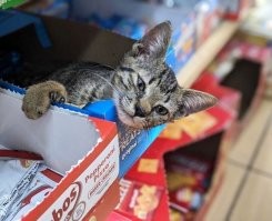 Котейка-то шестипалый. Говорят, такие удачу приносят.