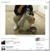 Думаете, что пингвины милые и ласковые? Ошибаетесь