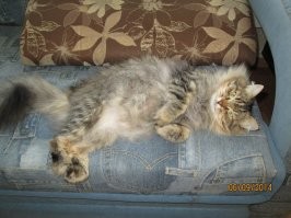 Под львенка стричь - идиотизм. Именно в отношении хвоста. Уже года три прошло - до сих пор хвост моего Фили прежних кондиций не набрал.
1. Хвост БЫЛ. 2. Хвост стал (блин, фото обрезается).