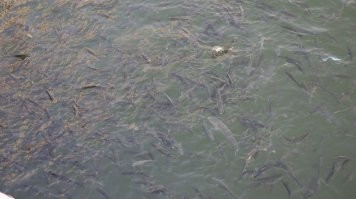 Такое во многих странах есть. В Марокко снял. Птички с кормежки за пару секунд до этого улетели, не выдержали конкуренции...)