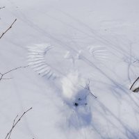 Это птица не полежала, а сова схватила мышь под снегом.