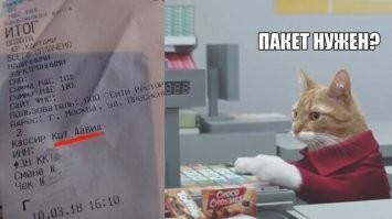 30 наглых котеек, которые превратили магазины в свои владения