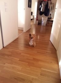 А если серьезно, то бюджетно стрижем сами. 
Хороший триммер для собак и желание.
Вот наша  
помогает собрать все, в стирку 
  Мишаня наша