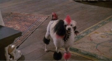 "А это точно моя собака?": 30 доказательств того, какие чудеса творит груминг