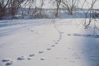 не совсем следы - браконьеры ставили сеть - на фото лунки