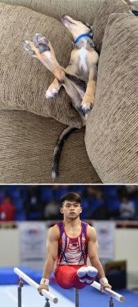 а здесь где спящая собака ?
в корейце видимо заснула