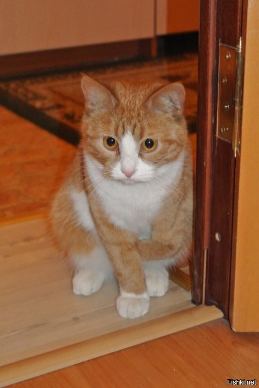 Средней дочки кошка, звать Вафля
Котенком со сломанной лапкой подобрали.