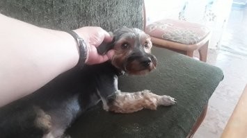 Любовь нельзя мерить деньгами, в ноябре прошлого года отравили мою собаку - самую безобидную, добрую.. пытался спасти всеми доступными способами.. увы