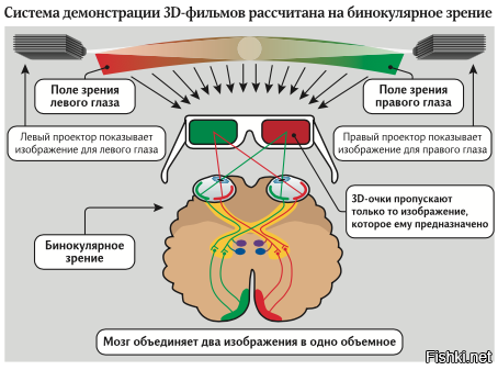 Особенности предков привели к формированию бинокулярного зрения. Бинокулярное зрение схема. Механизм бинокулярного зрения. Бинокулярное зрение принцип. Бинокулярное зрение и его значение.