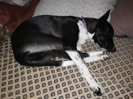 Первые два фото Нора моя странная собачуня. Остальные Леди. Она могла спать в самых загадочных позах, но если была подушка, покрывало или нечто такое, то устраивалась непременно сверху. Просто принцесса на горошине. К сожалению уже больше года как ушла на радугу.