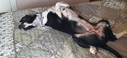 Первые два фото Нора моя странная собачуня. Остальные Леди. Она могла спать в самых загадочных позах, но если была подушка, покрывало или нечто такое, то устраивалась непременно сверху. Просто принцесса на горошине. К сожалению уже больше года как ушла на радугу.