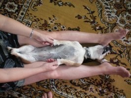 Первые два фото Нора моя странная собачуня. Остальные Леди. Она могла спать в самых загадочных позах, но если была подушка, покрывало или нечто такое, то устраивалась непременно сверху. Просто принцесса на горошине. К сожалению уже больше года как ушла на радугу.