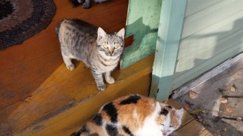 Кошачий фотопозитив