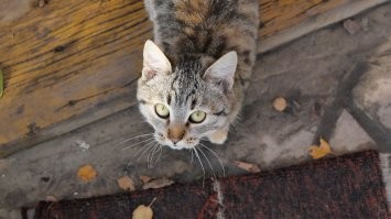 Кошачий фотопозитив