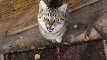 Кошачий фотопозитив