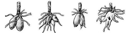Хороши кувшинчики ....