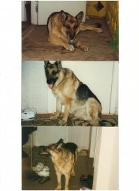 Насколько мне помниться у него крови не было. Да и вообще, мне кажется, что в этих драках страдали больше я и отец,чем пес. Меня два раза ездили зашивать, отца один раз.  А псу после драк ни разу бинт не накладывали, кроме того раза, когда он об стекло порезался.