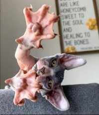 Кот, поже, водоплавающий.
А может, даже, и летучий...
Главно, чтоб летучую кошку не съел какой-нибудь китаец! После такого кота, стопудово, ещё на 5 лет карантин устроят.