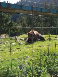 Освобождённая медведица даже на воле ходит по кругу