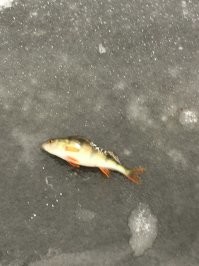 В этом году голяк на льду не знаю почему . Я в один момент когда оглянулся понял что я столько лунок нарезал что там могли бы 40 человек сидеть :)