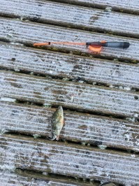 В этом году голяк на льду не знаю почему . Я в один момент когда оглянулся понял что я столько лунок нарезал что там могли бы 40 человек сидеть :)