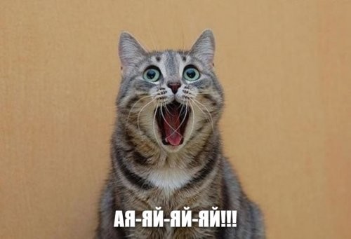 Кошачий фотопозитив