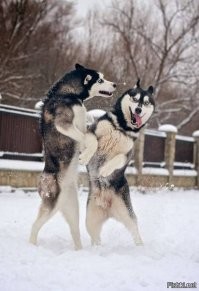 Собачий фотопозитив