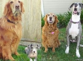 Собачий фотопозитив