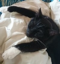 Эту мелочь мы взяли с улицы. Бандитка та ещё, но спит либо в моём кресле либо примерно так. Приманили её погремушкой из зоомагазина, так первое время она с ней и бегала по квартире, не веря в своё счастье. Сейчас сей девайс растерзан, но когда она видит его основу, она с каким-то священным трепетом берёт его в пасть и начинает бегать как в первый раз.