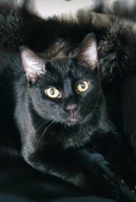 Часть наших любимых хвостов :)