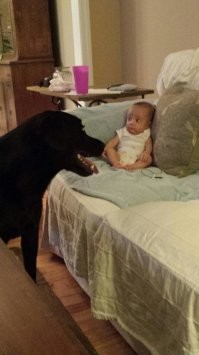 Я не собачатник, не разбираюсь в собаках.
Но, по-моему, только клинические идиоты будут держать рядом с малюткой пса, который её может съесть в один укус.