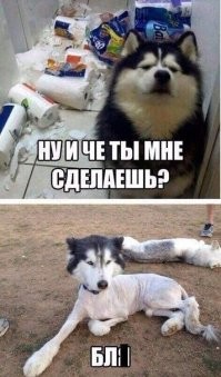 Хаски "завис", пока бабушка делала ему массаж