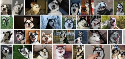 Хаски "завис", пока бабушка делала ему массаж