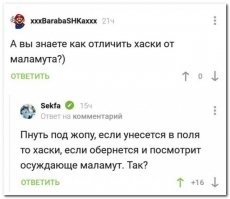 Хаски "завис", пока бабушка делала ему массаж