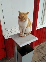 Кошачий фотопозитив